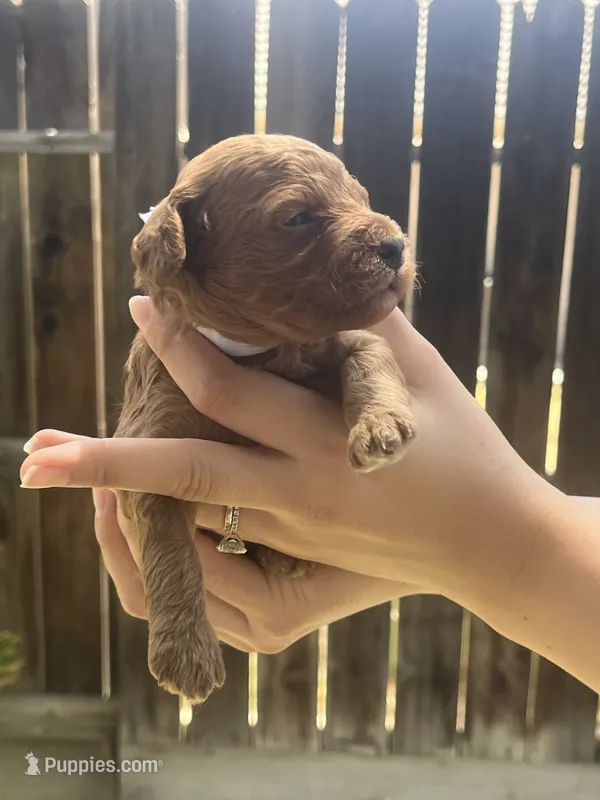 Espresso  – Poodle - Toy  puppy for sale in Los Banos, CA
