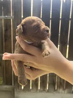 Espresso , a male Poodle - Toy  for sale in Los Banos, CA – 1 of 6