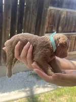 Latte , a male Poodle - Toy  for sale in Los Banos, CA – 2 of 4