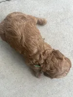 Biscoff , a male Poodle - Toy  for sale in Los Banos, CA – 5 of 5