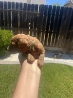 Biscoff , a male Poodle - Toy  for sale in Los Banos, CA – 1 of 5