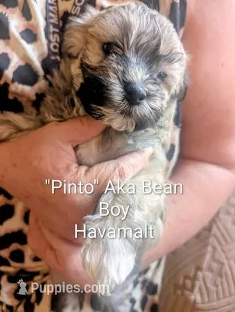 Pinto – Havanese, Maltese puppy for sale in Tucson, AZ