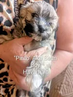 Pinto, a male Havanese and Maltese for sale in Tucson, AZ – 1 of 1