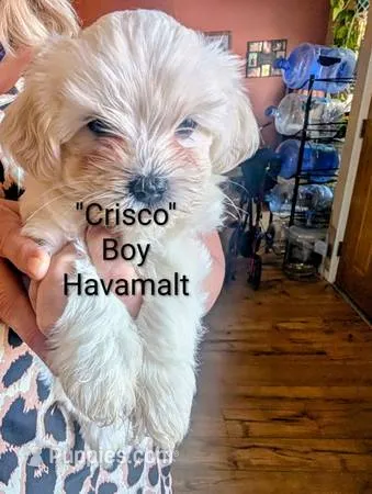 Crisco – Havanese, Maltese puppy for sale in Tucson, AZ