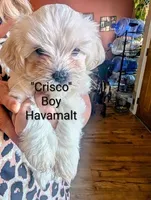 Crisco, a male Havanese and Maltese for sale in Tucson, AZ – 1 of 1