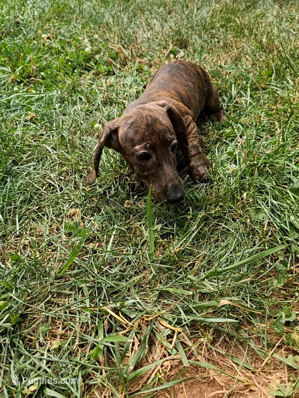 Duke – Miniature Dachshund puppy for sale in Rustburg, VA