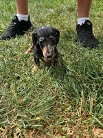 Ladybug, a female Miniature Dachshund for sale in Rustburg, VA – 3 of 6