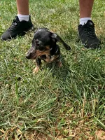 Ladybug, a female Miniature Dachshund for sale in Rustburg, VA – 2 of 6