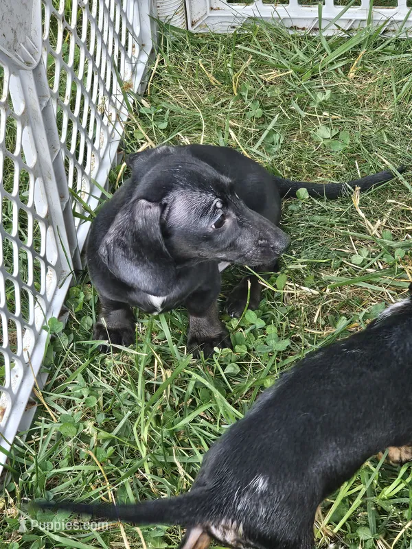 Ozzy – Miniature Dachshund puppy for sale in Rustburg, VA