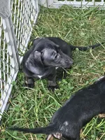 Ozzy, a male Miniature Dachshund for sale in Rustburg, VA – 1 of 3