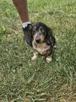Skye, a female Miniature Dachshund for sale in Rustburg, VA – 4 of 6