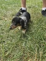 Skye, a female Miniature Dachshund for sale in Rustburg, VA – 2 of 6