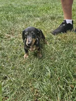 Ladybug, a female Miniature Dachshund for sale in Rustburg, VA – 6 of 6