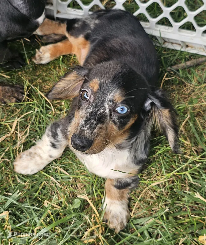 Skye – Miniature Dachshund puppy for sale in Rustburg, VA