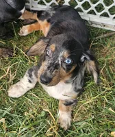 Skye, a female Miniature Dachshund for sale in Rustburg, VA – 1 of 6