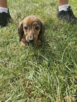 Duchess, a female Miniature Dachshund for sale in Rustburg, VA – 5 of 7