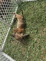 Duchess, a female Miniature Dachshund for sale in Rustburg, VA – 3 of 7