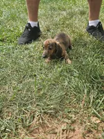 Duchess, a female Miniature Dachshund for sale in Rustburg, VA – 4 of 7