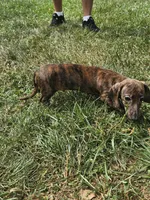 Duke, a male Miniature Dachshund for sale in Rustburg, VA – 5 of 6