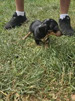 Ladybug, a female Miniature Dachshund for sale in Rustburg, VA – 5 of 6
