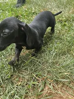 Onyx, a female Miniature Dachshund for sale in Rustburg, VA – 4 of 5