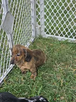 Duchess, a female Miniature Dachshund for sale in Rustburg, VA – 7 of 7