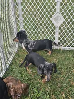 Skye, a female Miniature Dachshund for sale in Rustburg, VA – 6 of 6