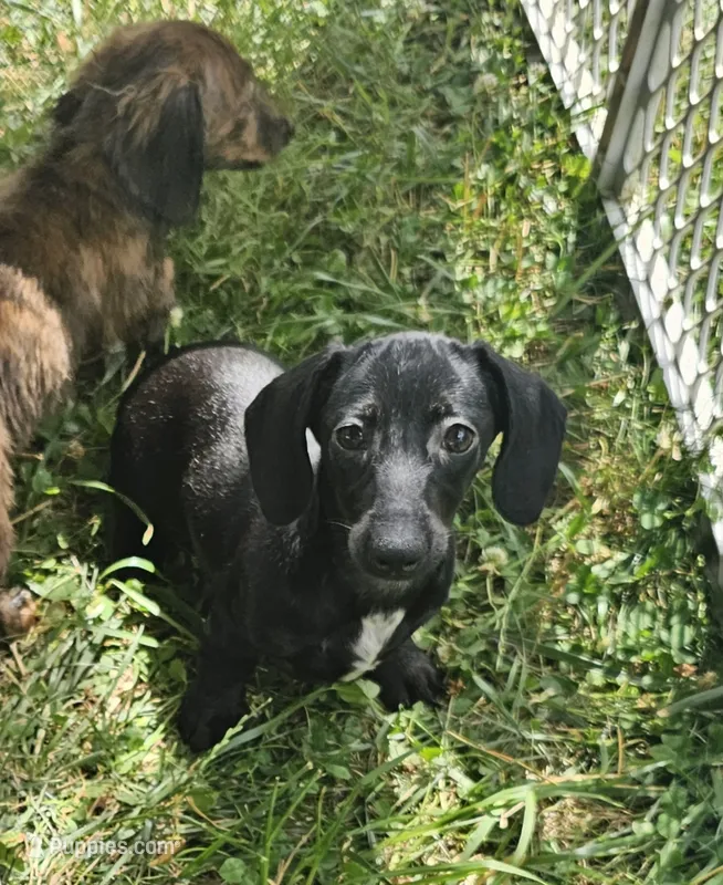 Onyx – Miniature Dachshund puppy for sale in Rustburg, VA