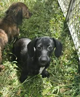 Onyx, a female Miniature Dachshund for sale in Rustburg, VA – 1 of 5