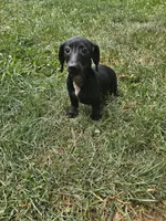 Onyx, a female Miniature Dachshund for sale in Rustburg, VA – 5 of 5