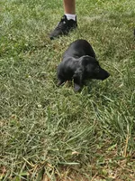 Onyx, a female Miniature Dachshund for sale in Rustburg, VA – 3 of 5