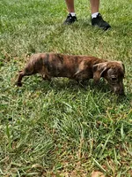Duke, a male Miniature Dachshund for sale in Rustburg, VA – 2 of 6