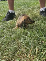 Duchess, a female Miniature Dachshund for sale in Rustburg, VA – 2 of 7
