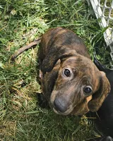 Duke, a male Miniature Dachshund for sale in Rustburg, VA – 3 of 6