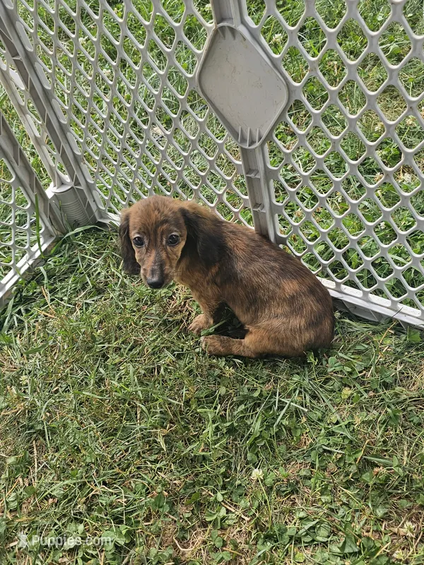 Duchess – Miniature Dachshund puppy for sale in Rustburg, VA
