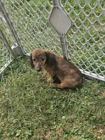 Duchess, a female Miniature Dachshund for sale in Rustburg, VA – 1 of 7