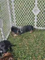 Skye, a female Miniature Dachshund for sale in Rustburg, VA – 5 of 6