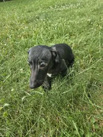Ozzy, a male Miniature Dachshund for sale in Rustburg, VA – 3 of 3