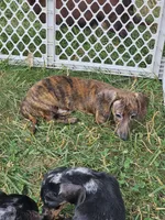 Duke, a male Miniature Dachshund for sale in Rustburg, VA – 6 of 6