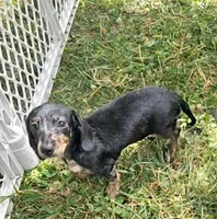 Ladybug, a female Miniature Dachshund for sale in Rustburg, VA – 4 of 6