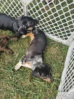 Skye, a female Miniature Dachshund for sale in Rustburg, VA – 3 of 6