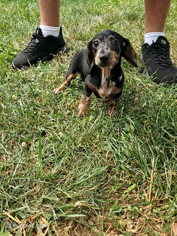Ladybug – Miniature Dachshund puppy for sale in Rustburg, VA