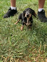 Ladybug, a female Miniature Dachshund for sale in Rustburg, VA – 1 of 6