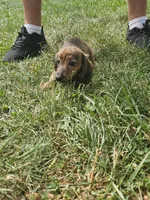 Duchess, a female Miniature Dachshund for sale in Rustburg, VA – 6 of 7