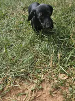 Onyx, a female Miniature Dachshund for sale in Rustburg, VA – 2 of 5