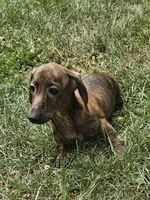 Duke, a male Miniature Dachshund for sale in Rustburg, VA – 4 of 6