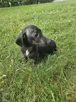 Ozzy, a male Miniature Dachshund for sale in Rustburg, VA – 2 of 3