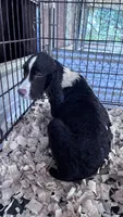 ASHTON, a male English Springer Spaniel for sale in Henderson, TX – 4 of 5