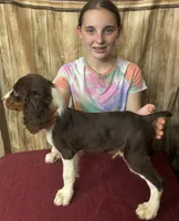 Nutmeg, a male English Springer Spaniel for sale in Henderson, TX – 7 of 10