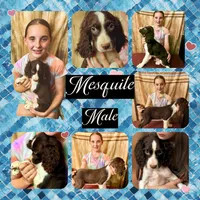 MESQUITE, a male English Springer Spaniel for sale in Henderson, TX – 2 of 2